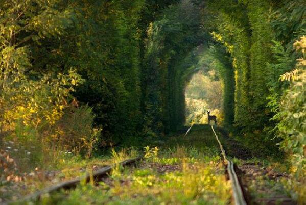 Bambi train